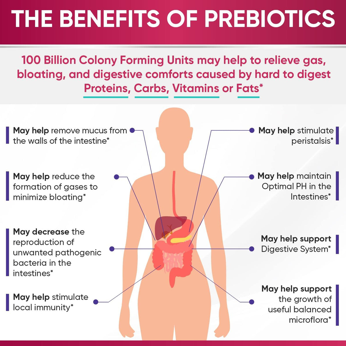 Wholesome Wellness Probiotics for Women 100 Billion CFUs with Prebiotics, Digestive Enzymes + Grass Fed Desiccated Beef Liver Capsules Bundle