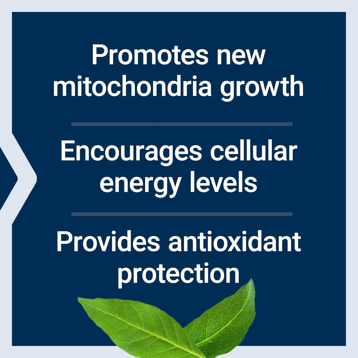 Life Extension PQQ, pyrroloquinoline Quinone, 20 mg, Promotes The Growth of New Mitochondria, Gluten-Free, Non-GMO, Vegetarian, 1 Daily, 30 Capsules | Pyrroloquinoline Quinone Promotes Cellular Energy & Mitochondrial Health, Take 1 Daily, Gluten-Free, Non