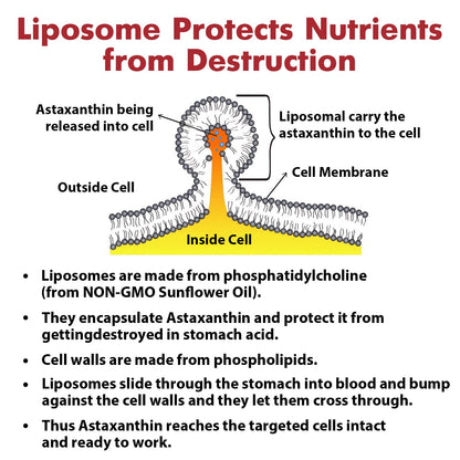 Liposomal Astaxanthin Supplement 24 MG, Maximum Absorption, Antioxidant Stronger Than VIT C, Non-GMO & Gluten Free - 60 Softgels(2 Months Supply)