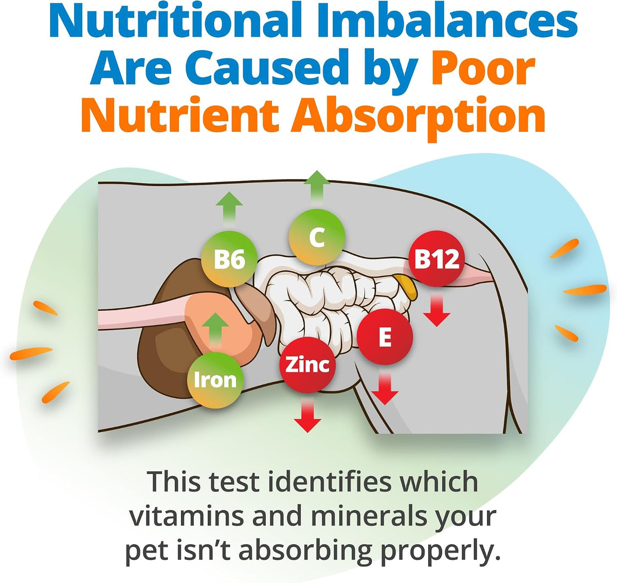 5Strands Pet Nutritional Imbalance Test, Health Assessment for Dogs & Cats