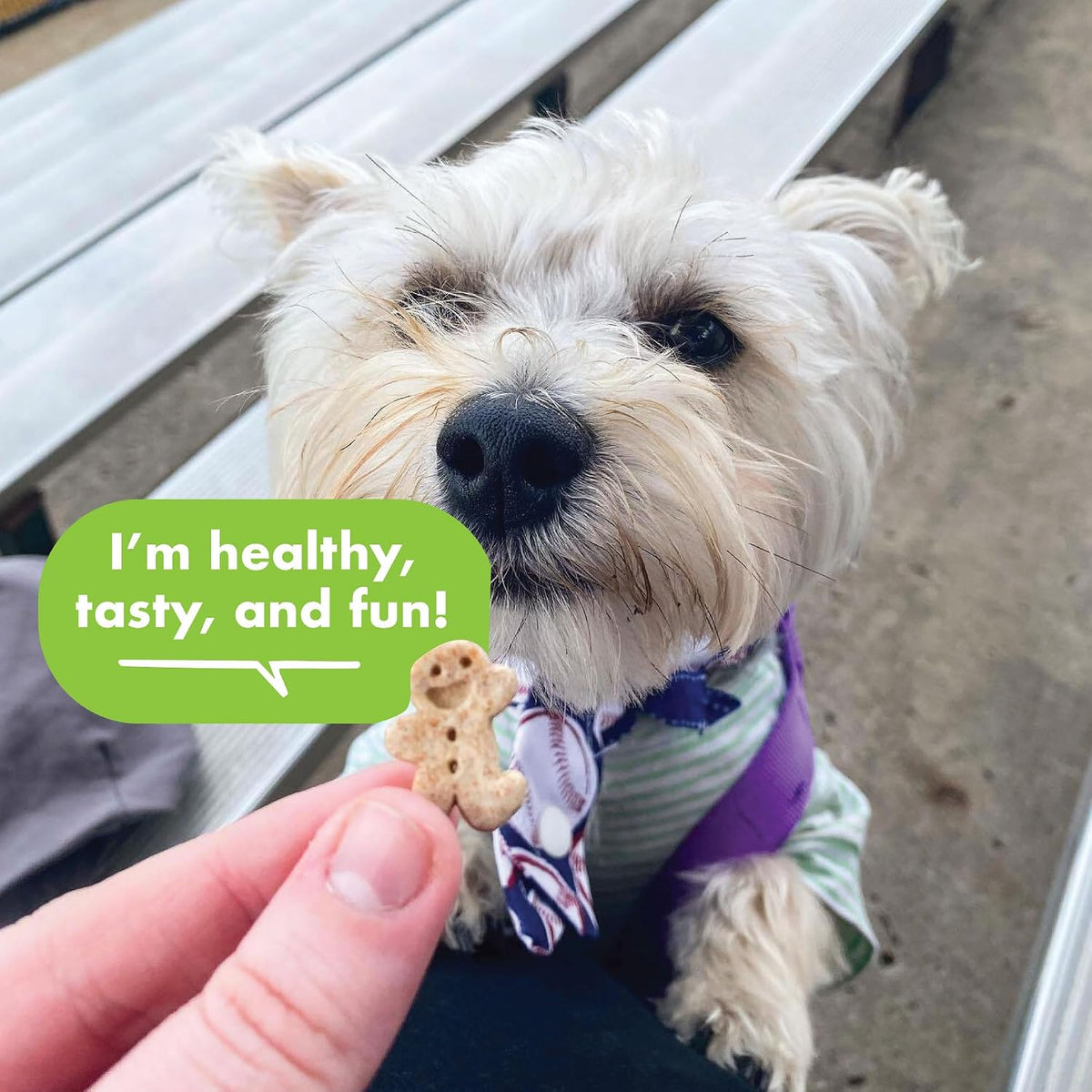 Buddy Biscuits Teeny Crunchy Dog Treats, Roasted Chicken, 8 oz. Box | Bite-sized Gingerkid Shape, Simple Ingredients, Free of Corn and Soy, Oven Baked in the USA