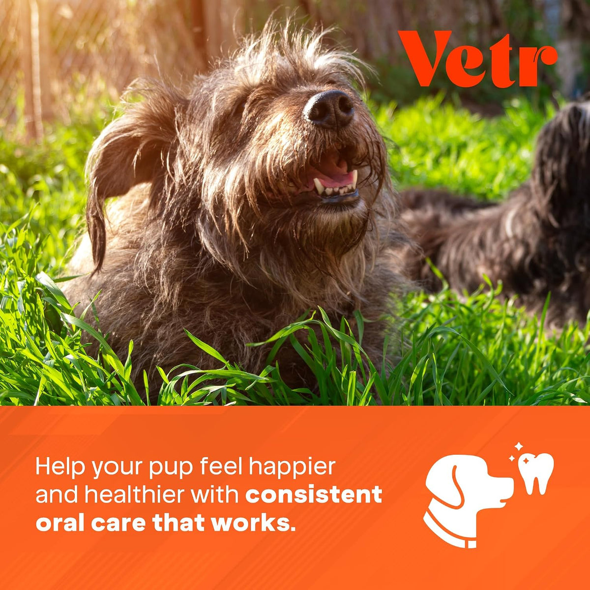 Vetr Dental Formula for Dogs - Peppermint Flavored Oral Care Liquid Additive with Enzymes for Breath and Teeth Support - Vet-Formulated in USA (16 oz)